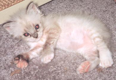 Short+stubby+toes